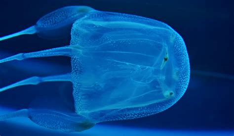 most poisonous jellyfish